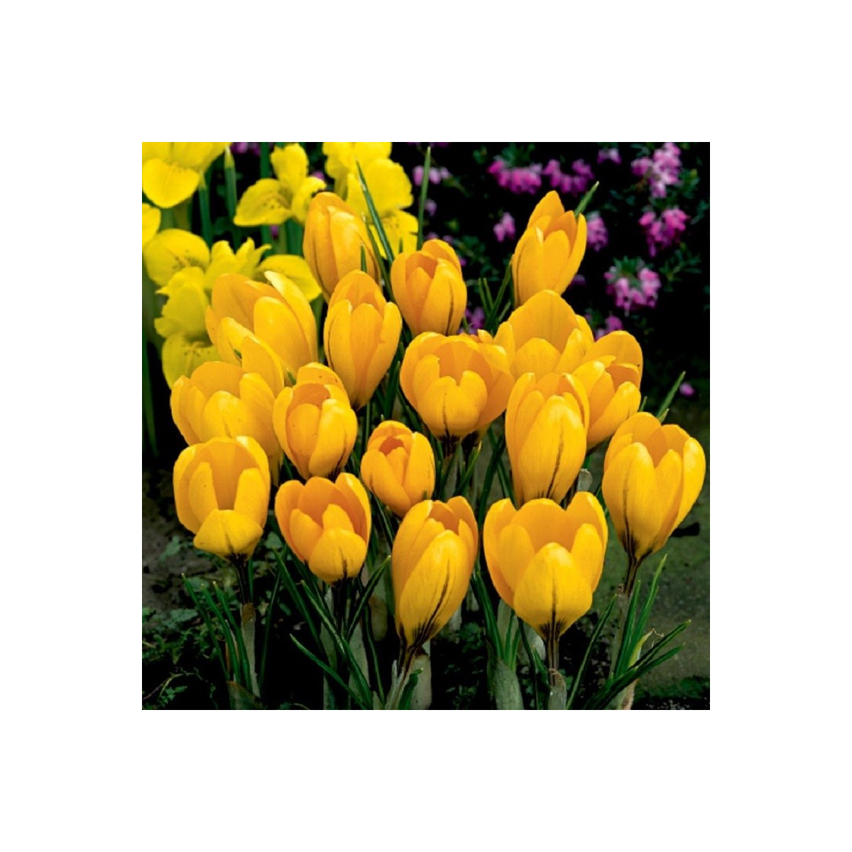 Krokus Yellow - Crocus vernus - hlízy krokusu - 3 ks