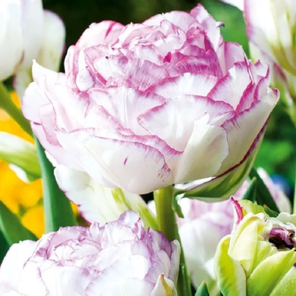 Tulipán Double Touch - Tulipa - cibule tulipánu - 3 ks