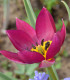 Tulipán Persian Pearl - Tulipa humilis - cibule tulipánu - 3 ks