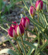 Tulipán Persian Pearl - Tulipa humilis - cibule tulipánu - 3 ks
