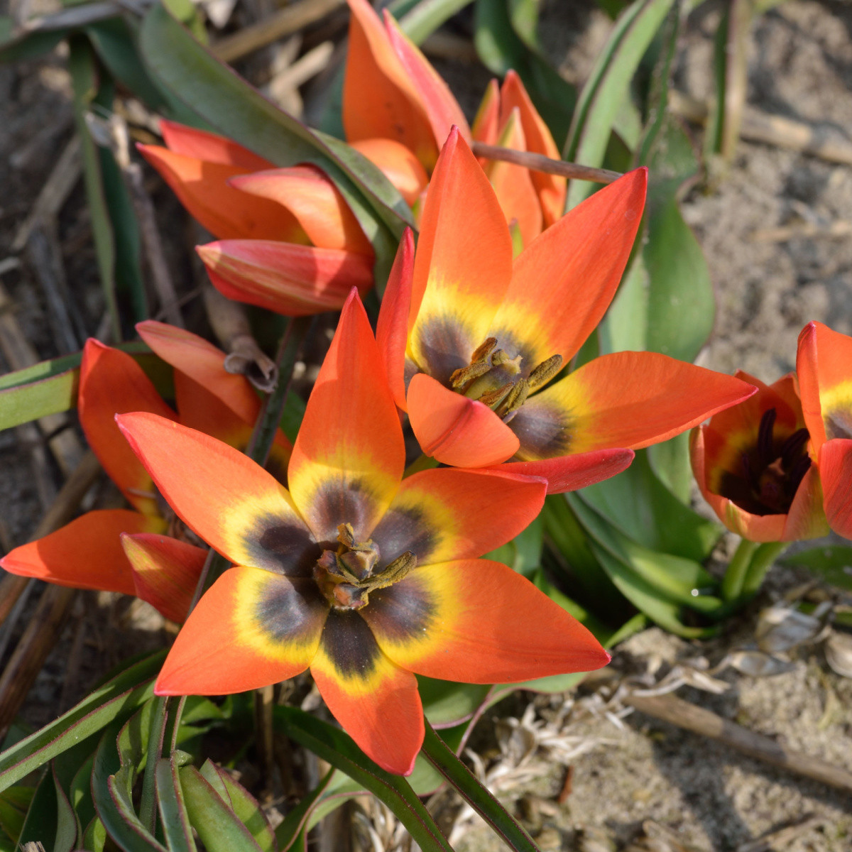 Tulipán Little Princess - Tulipa humilis - cibule tulipánu - 3 ks