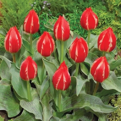 Tulipán Friendly Fire - Tulipa greigii - cibule tulipánu - 3 ks