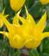Tulipán West Point - Tulipa - cibule tulipánu - 3 ks