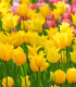 Tulipán West Point - Tulipa - cibule tulipánu - 3 ks