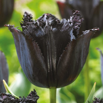 Tulipán Fringed Black - Tulipa - cibule tulipánu - 3 ks