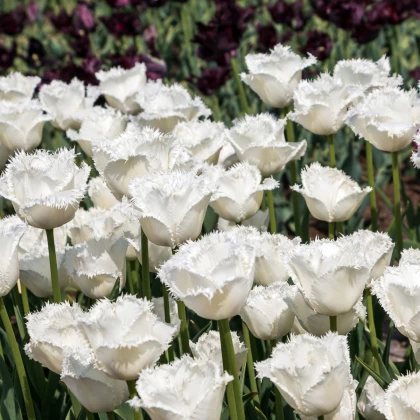 Tulipán Honeymoon - Tulipa - cibule tulipánu - 3 ks
