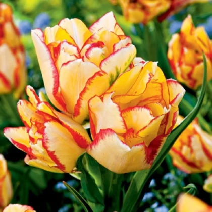 Tulipán Aquilla - Tulipa - cibule tulipánu - 3 ks