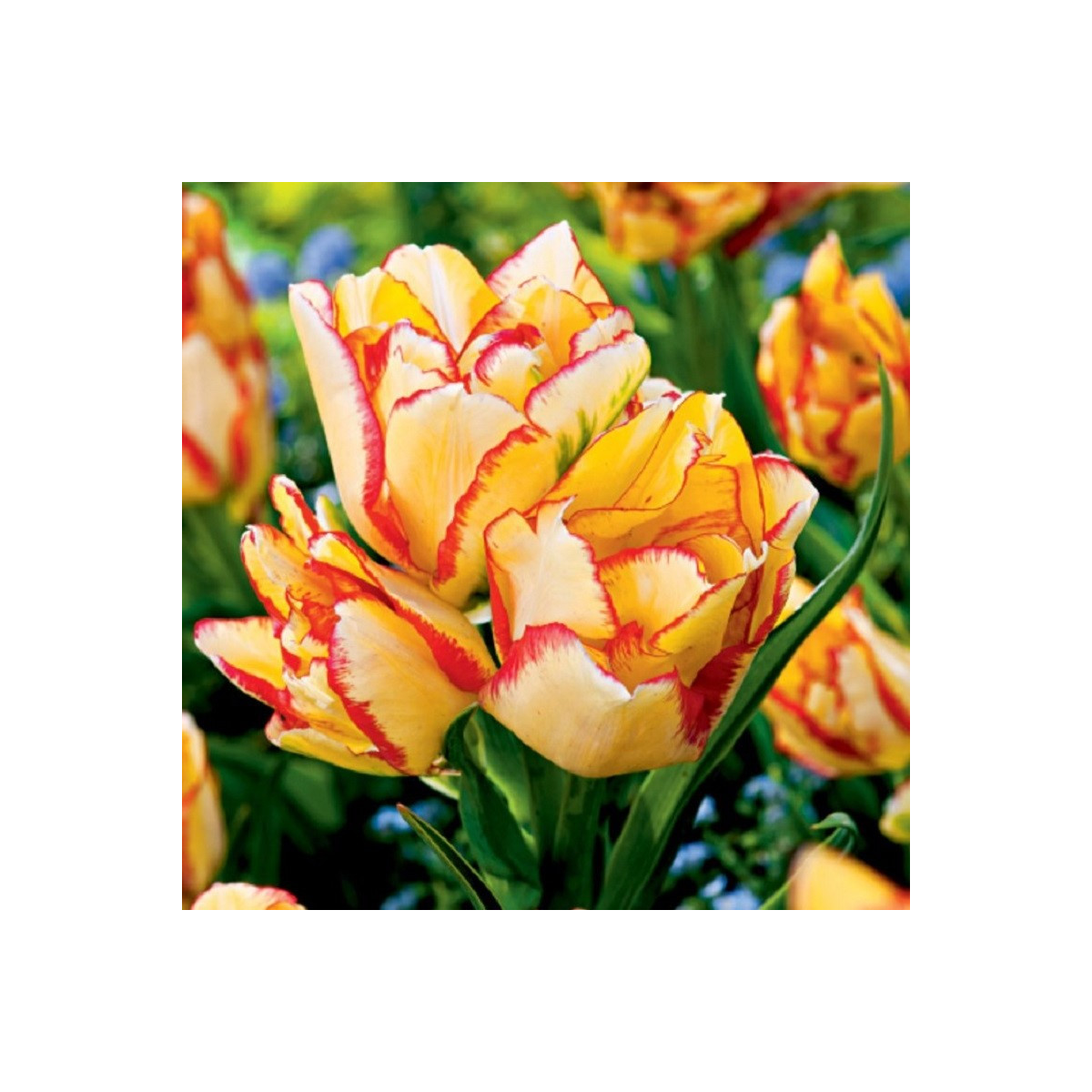 Tulipán Aquilla - Tulipa - cibule tulipánu - 3 ks
