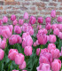 Tulipán Purple Pride - Tulipa - cibule tulipánu - 3 ks