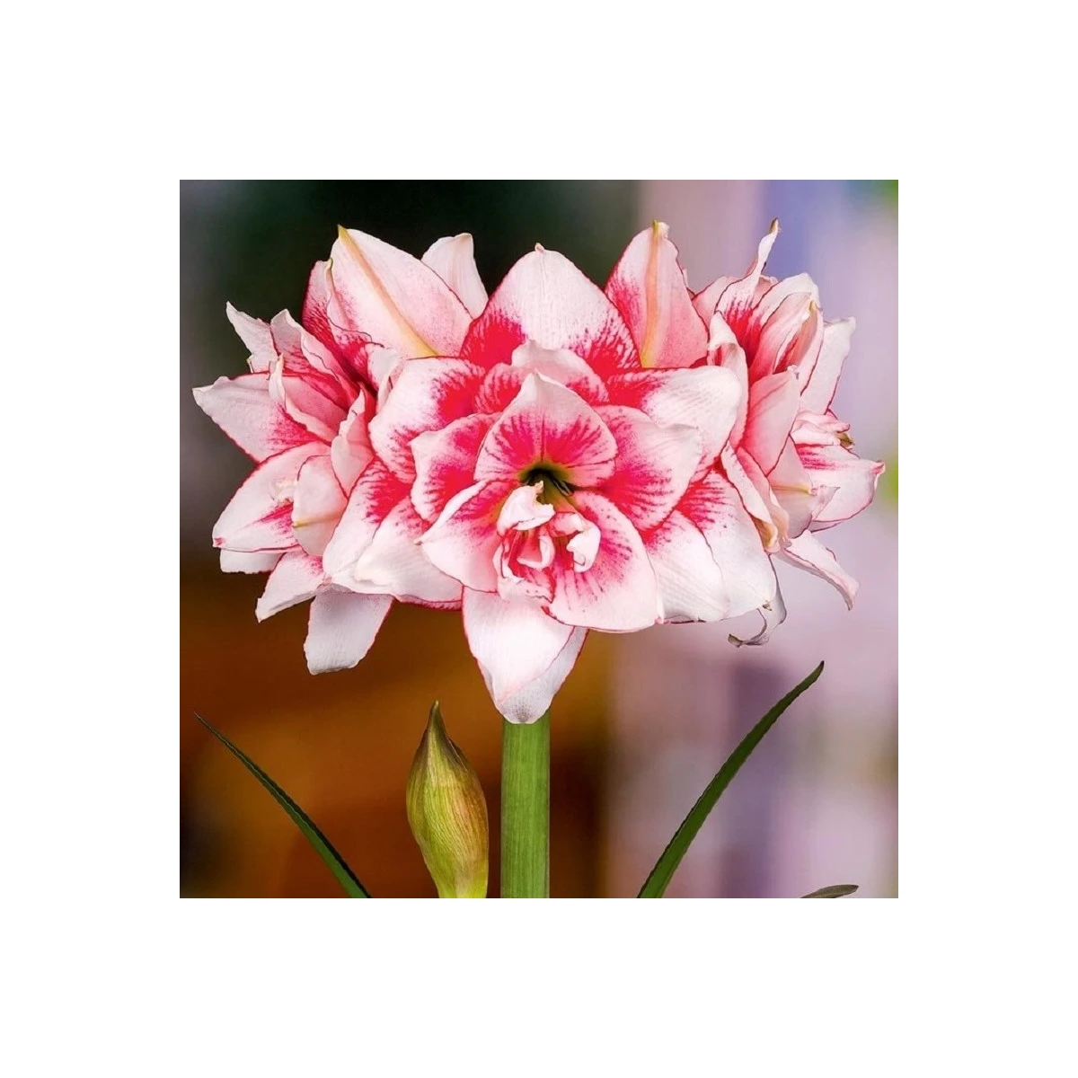 Hvězdník plnokvětý Elvas - Hippeastrum - cibule hvězdníku - 1 ks