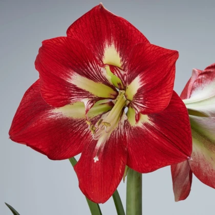 Hvězdník Barbados - Hippeastrum - cibule hvězdníku - 1 ks
