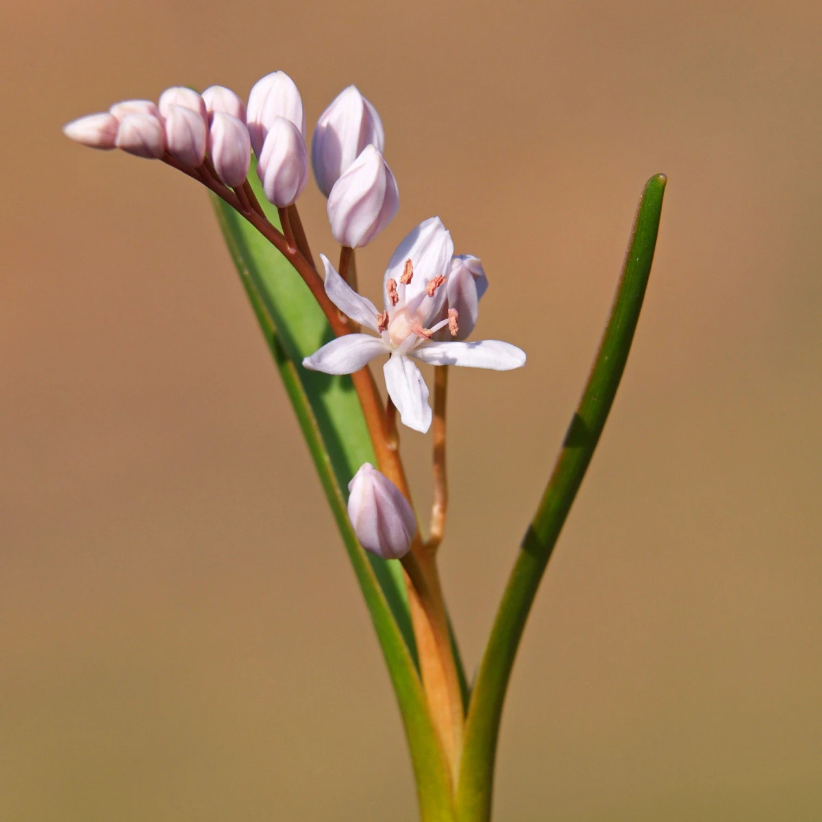 Ladoňka růžová - Scilla bifolia rosea - cibule ladoňky - 3 ks