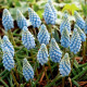 Modřenec Valerie Finish - Muscari armeniaca - cibule modřence - 5 ks