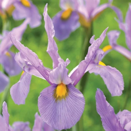 Kosatec holandský Pink Panter - Iris hollandica - cibulky kosatce - 3 ks