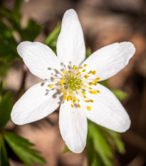 Sasanka hajní - Anemone nemorosa - hlízy sasanky - 2 ks