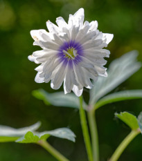 Sasanka Blue eyes - Anemone nemorosa - hlízy sasanky - 1 ks