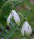 Sněženka viridi-apice - Galanthus nivalis - cibule sněženky - 3 ks