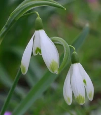 Sněženka viridi-apice - Galanthus nivalis - cibule sněženky - 3 ks