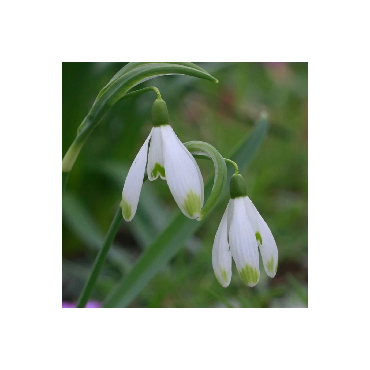 Sněženka viridi-apice - Galanthus nivalis - cibule sněženky - 3 ks