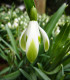 Sněženka viridi-apice - Galanthus nivalis - cibule sněženky - 3 ks