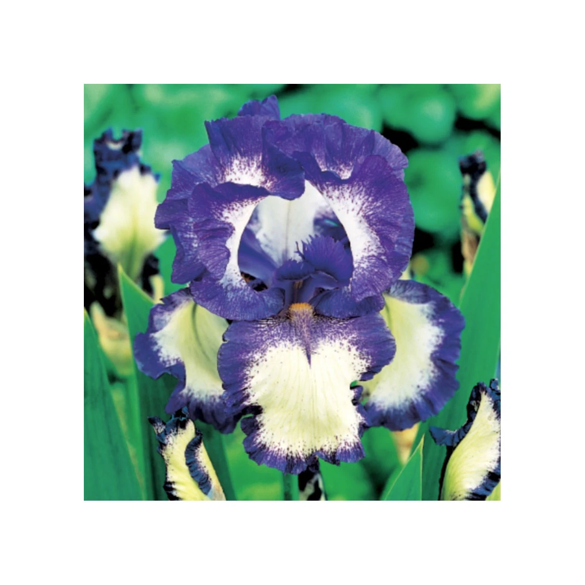 Kosatec německý Loop the Loop - Iris germanica - hlízy kosatce - 1 ks