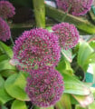 Česnek Ostara - Allium - cibule okrasného česneku - 3 ks