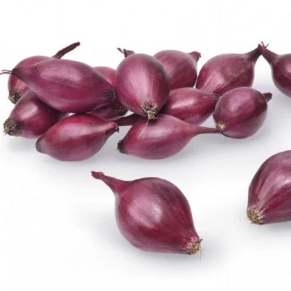 Cibule sazečka ozimá Akado - Allium cepa - cibulky - 500 g