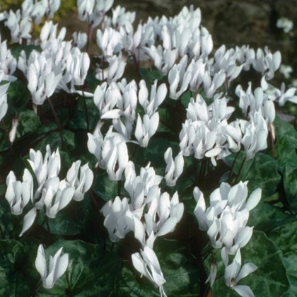 Brambořík Sowbread - Cyclamen repandum album - hlízy bramboříku - 1 ks