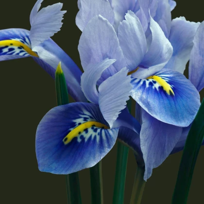 Kosatec síťkovaný Harmony - Iris reticulata - cibulky kosatce - 3 ks