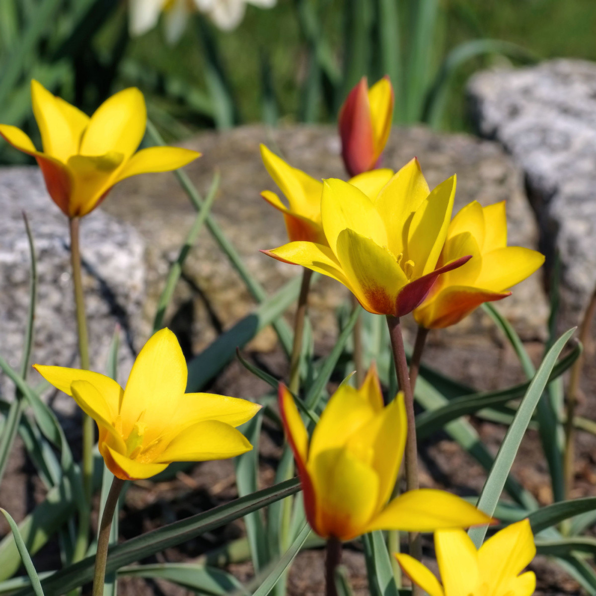 Tulipán Clusiana Chrysantha - Tulipa - cibule tulipánu - 3 ks