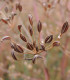 BIO Kmín kořenný - Carum carvi - bio semena kmínu - 150 ks