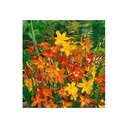 Montbrécie směs - Crocosmia - hlízy montbrécie - 12 ks