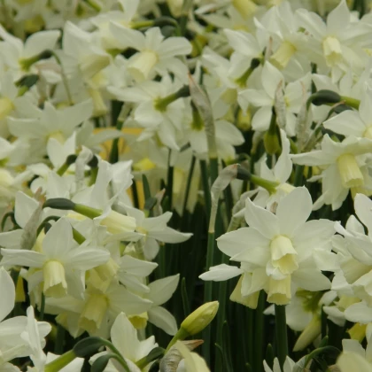 Narcis Toto - Narcissus - cibule narcisu - 3 ks