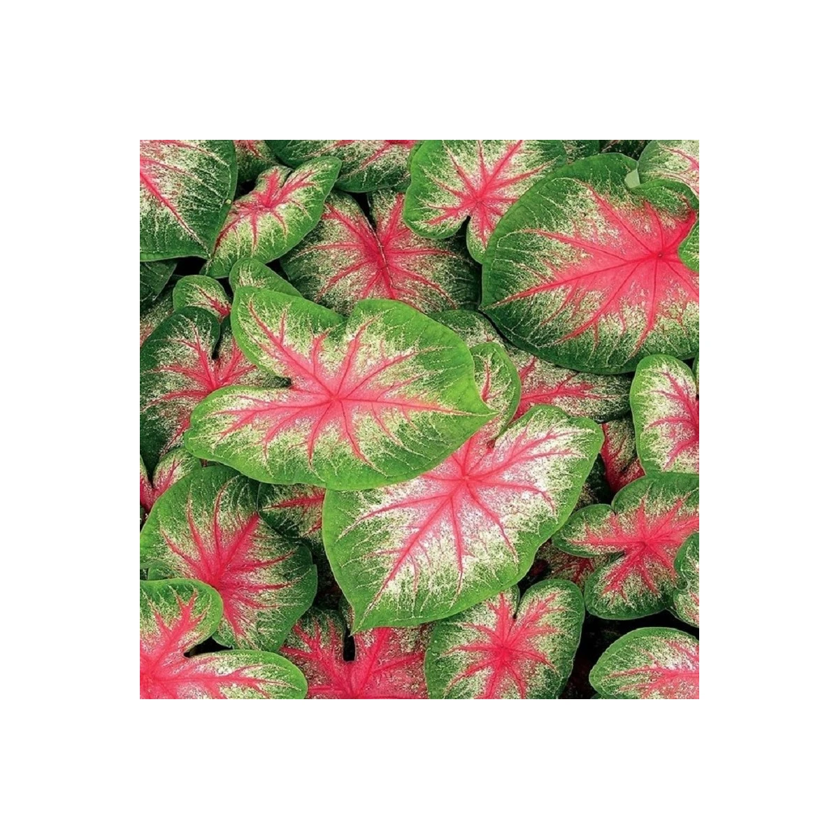 Kaládium Pink Beauty - Caladium bicolor - hlízy kaládia - 1 ks