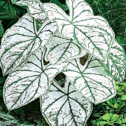 Kaládium Candidum Sr - Caladium bicolor - hlízy kaládia - 1 ks