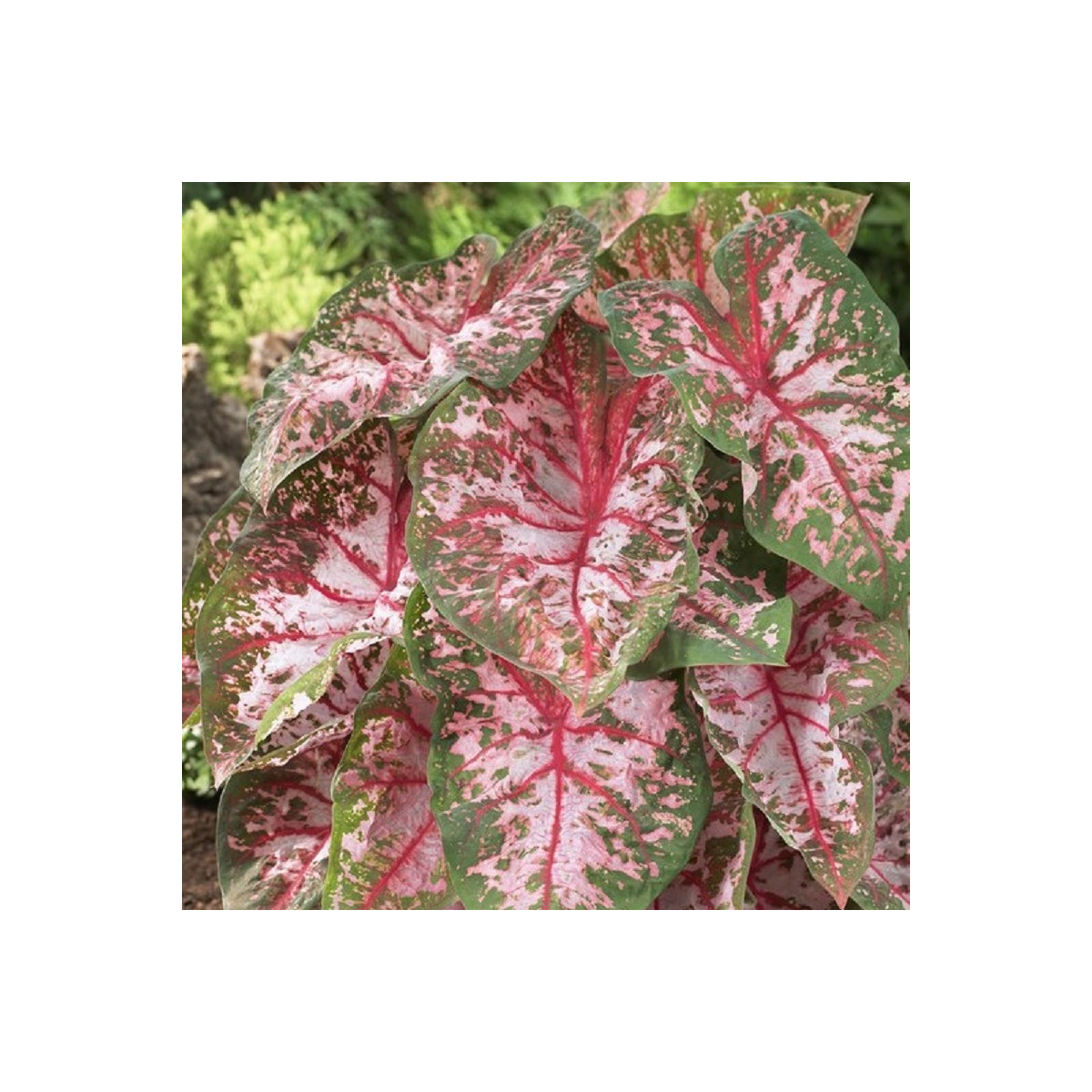 Kaládium Carolyn Whorton - Caladium bicolor - hlízy kaládia - 1 ks