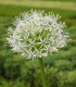 Česnek Ivory Queen - Allium - cibule okrasného česneku - 3 ks