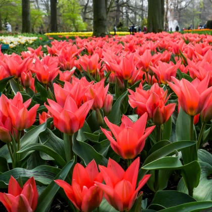 Tulipán Pieter de Leur - Tulipa - cibule tulipánu - 3 ks