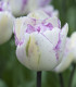 Tulipán plnokvětý Double Shirley - Tulipa - cibule tulipánu - 3 ks