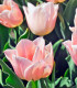 Tulipán Apricot Beauty - Tulipa - cibule tulipánu - 3 ks