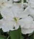 Tulipán White Rebel - Tulipa - cibule tulipánu - 3 ks