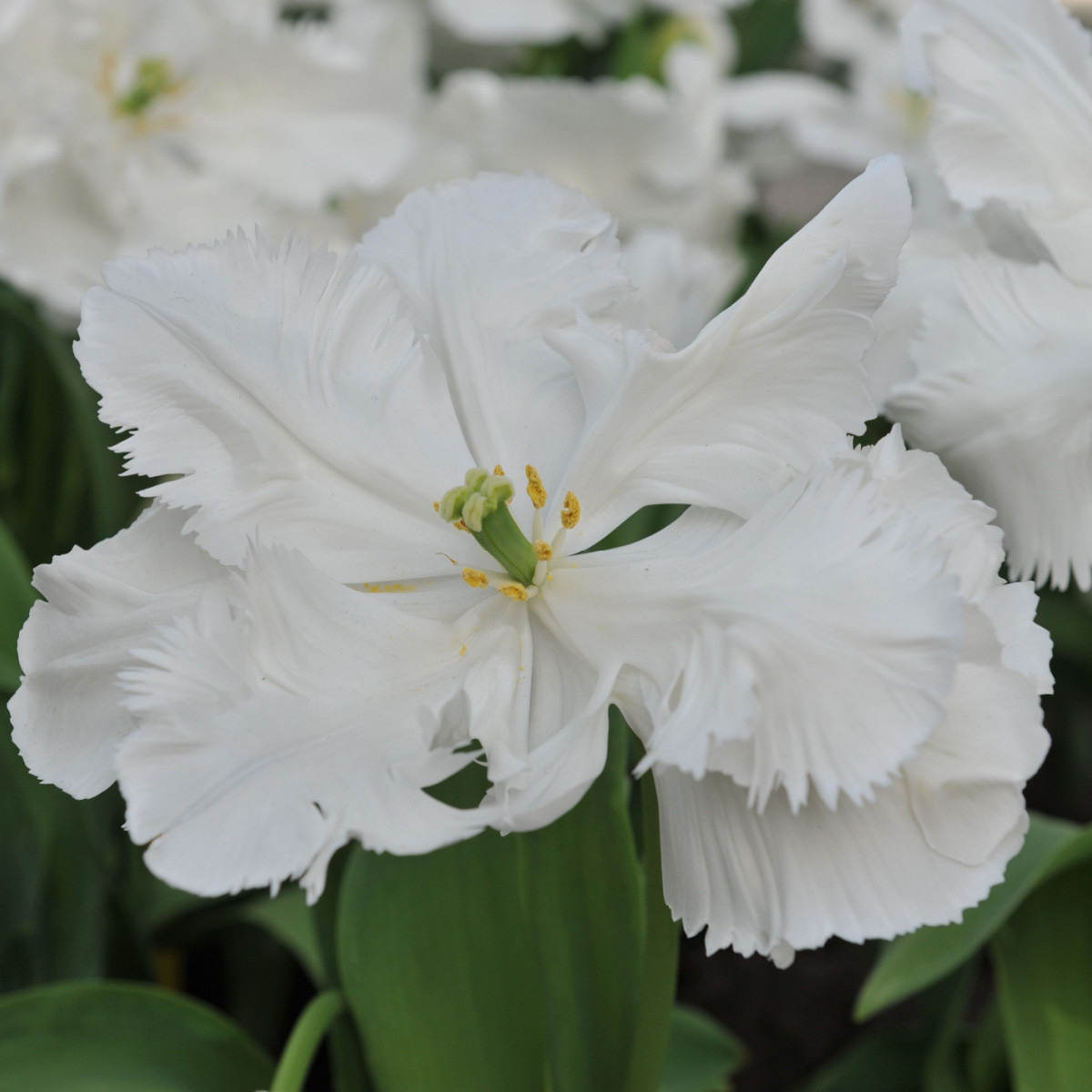 Tulipán White Rebel - Tulipa - cibule tulipánu - 3 ks