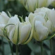 Tulipán Exotic Emperor - Tulipa - cibule tulipánu - 3 ks