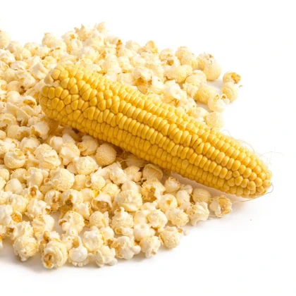 Kukuřice pukancová F1 - Zea mays - semena kukuřice - 15 ks