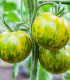 Rajče Zelená zebra - Solanum lycopersicum - semena rajčete - 6 ks