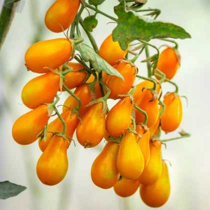 Rajče Žlutá hruška - Solanum lycopersicum - semena rajčete - 6 ks