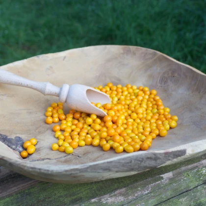 Chilli Aji charapita Yellow - Capsicum chinense - semena chilli - 7 ks