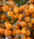 Palma Southern Jelly - Butia odorata - semena palmy - 2 ks
