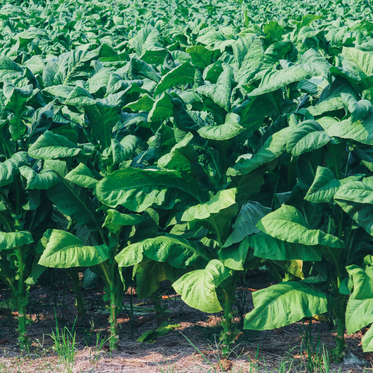 Tabák virginský - Nicotiana tabacum - semena tabáku - 150 ks