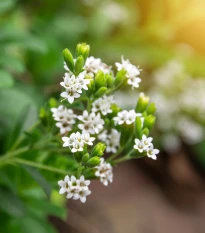 Stévie sladká - Stevia rebaudiana - semena stévie - 15 ks
